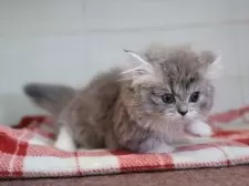 ミヌエット(短足)【愛知県・男の子・2024年11月24日・ブルータビーホワイト】の写真15