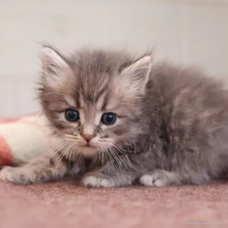 ID：2503-01854の子猫