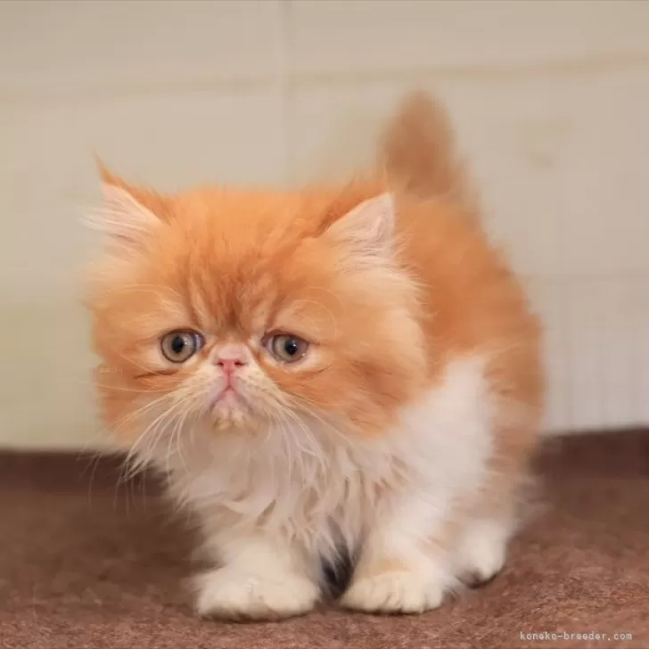 ID:2503-00430の子猫