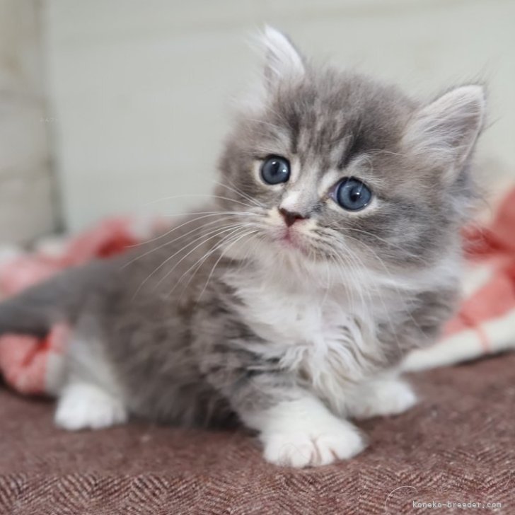 ブリーダー画像