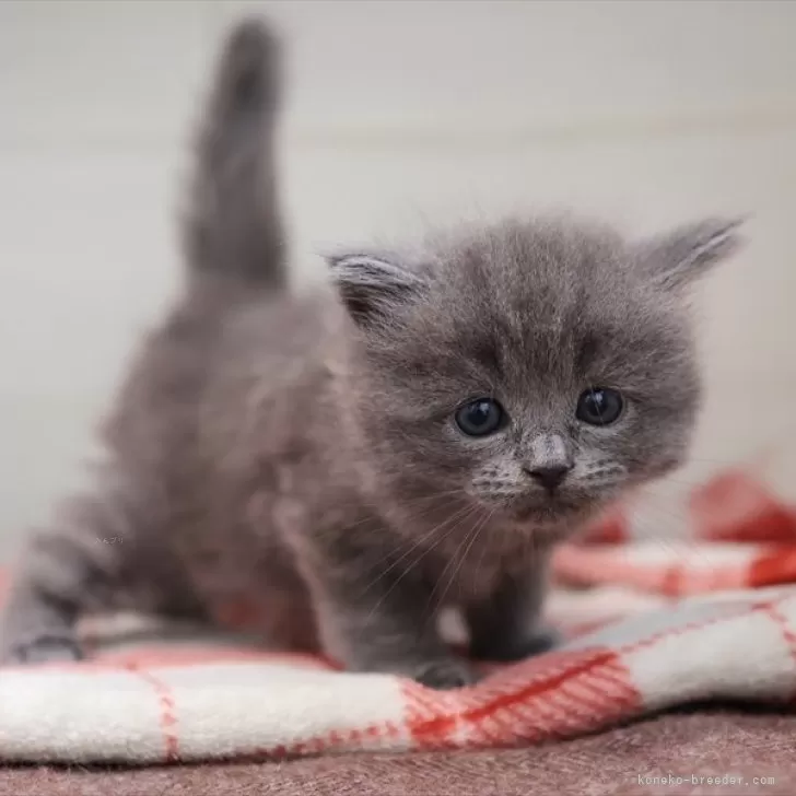 ID:2501-01887の子猫