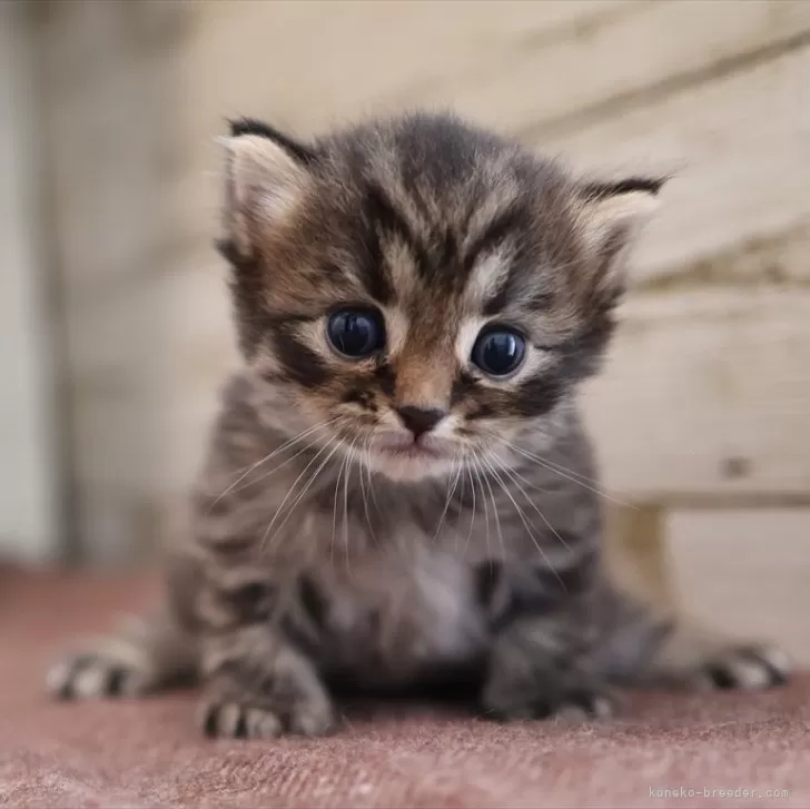 サイベリアン【愛知県・男の子・2025年10月28日・ブラウンタビー】の写真1
