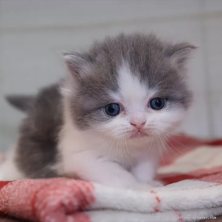 マンチカン(長足)【愛知県・男の子・2025年11月14日・ブルータビーホワイト】の写真1