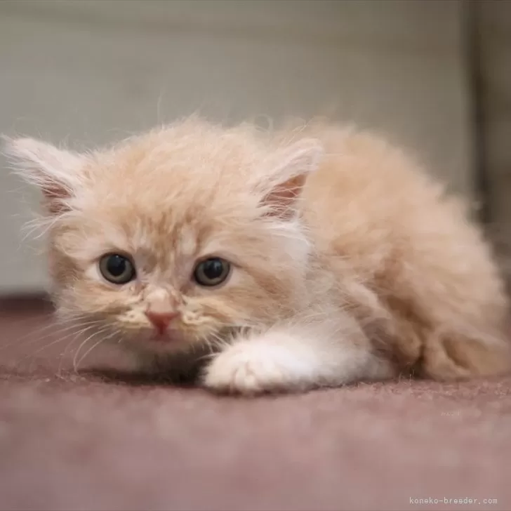 ID：2509-02013の子猫