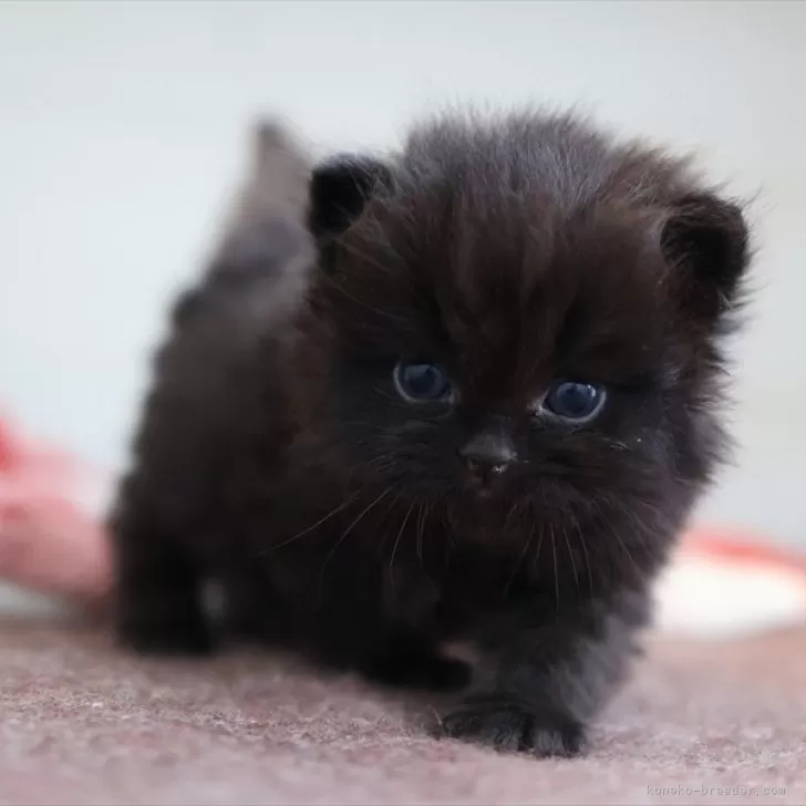 ID：2502-01639の子猫