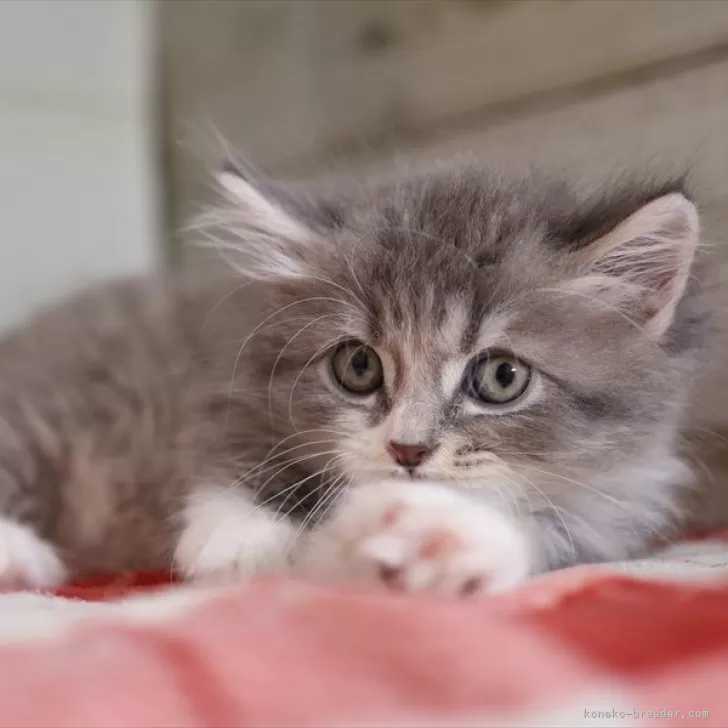 ID:2412-01740の子猫
