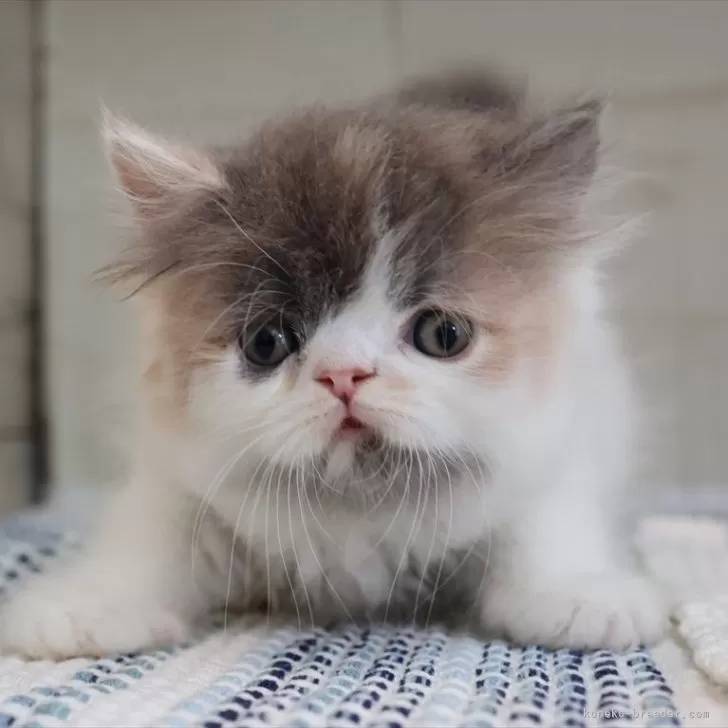 ID：2505-03696の子猫