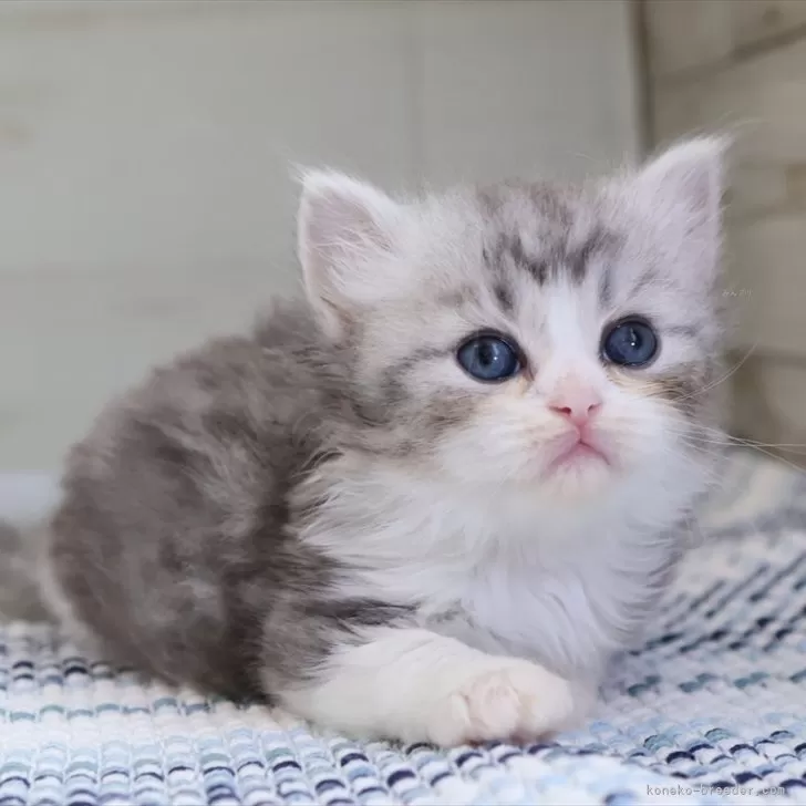 ID:2504-02784の子猫