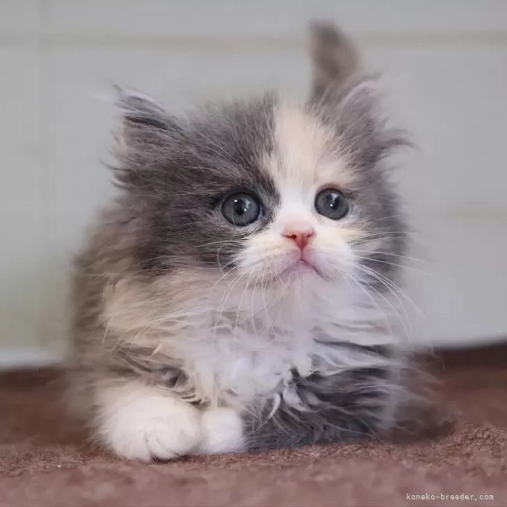 マンチカン(長足)【愛知県・女の子・2025年9月1日・ダイリュートキャリコ】の写真1