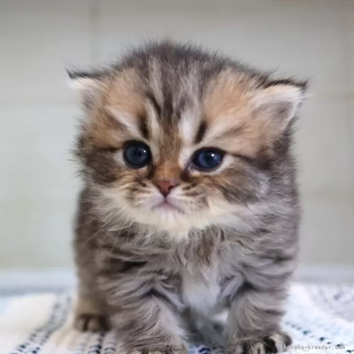 ID：2508-02254の子猫