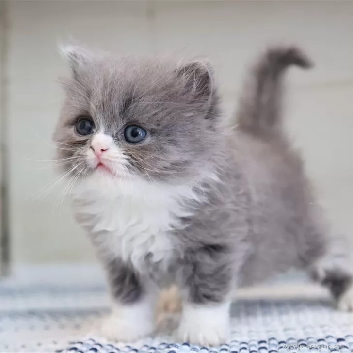 E.S 様のお迎えした子猫