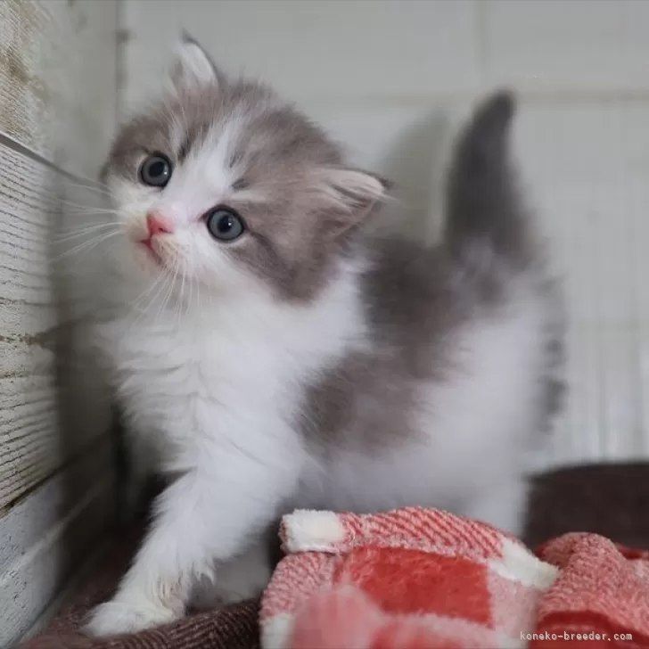 ID:2501-00241の子猫