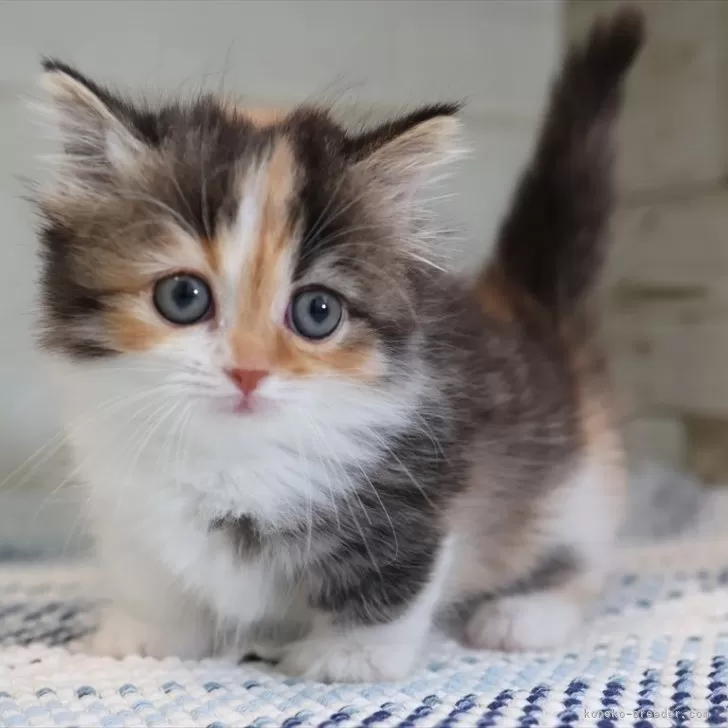 T.H 様のお迎えした子猫