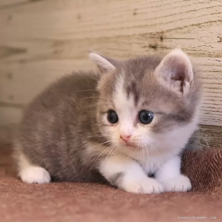 ID：2503-02547の子猫