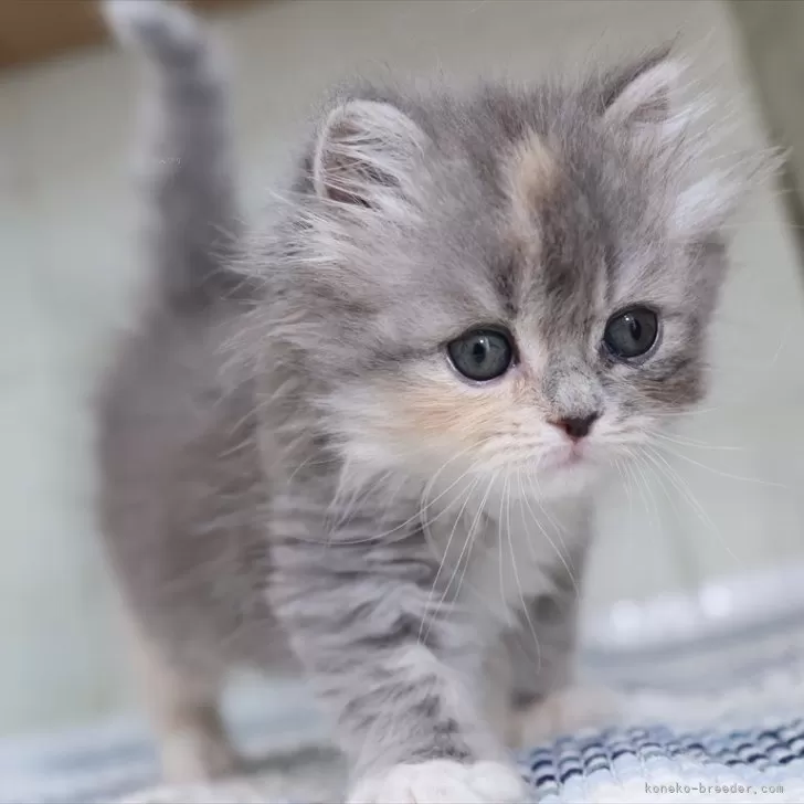 ID:2504-02776の子猫