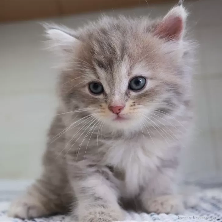 ID：2509-00449の子猫