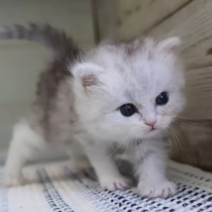 ID:2509-02809の子猫