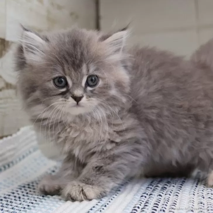 Y.Y 様のお迎えした子猫