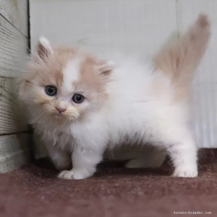 マンチカン(短足)【愛知県・男の子・2025年8月28日・クリームタビーホワイト】の写真1