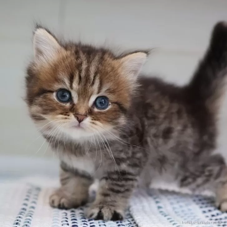 ID：2509-01977の子猫