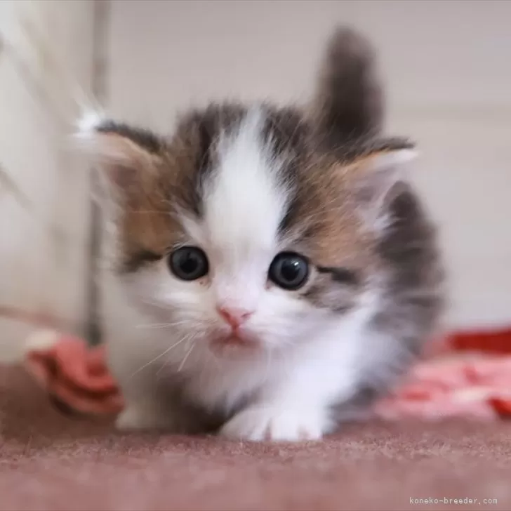 ID:2502-01006の子猫