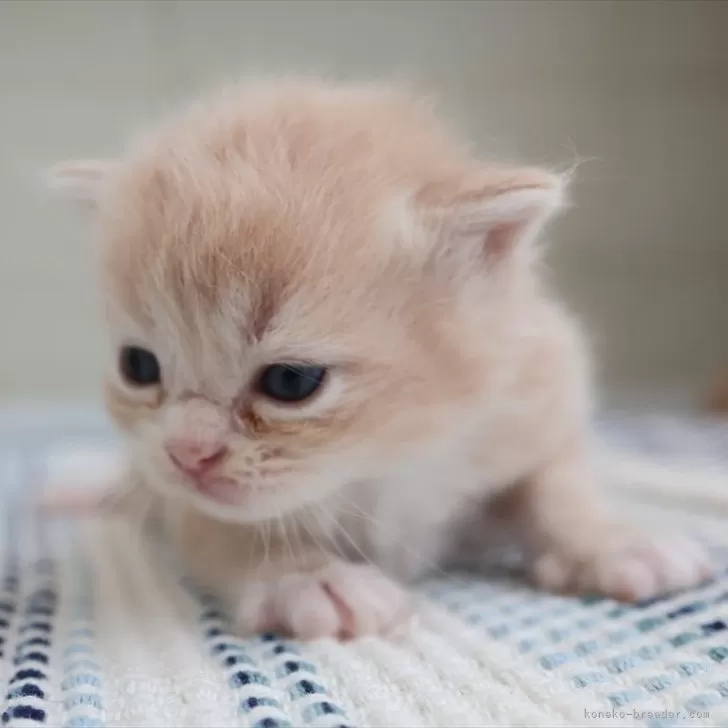 ID:2509-02012の子猫