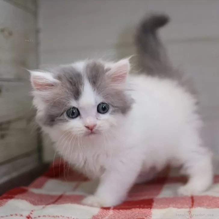 ID：2412-01741の子猫