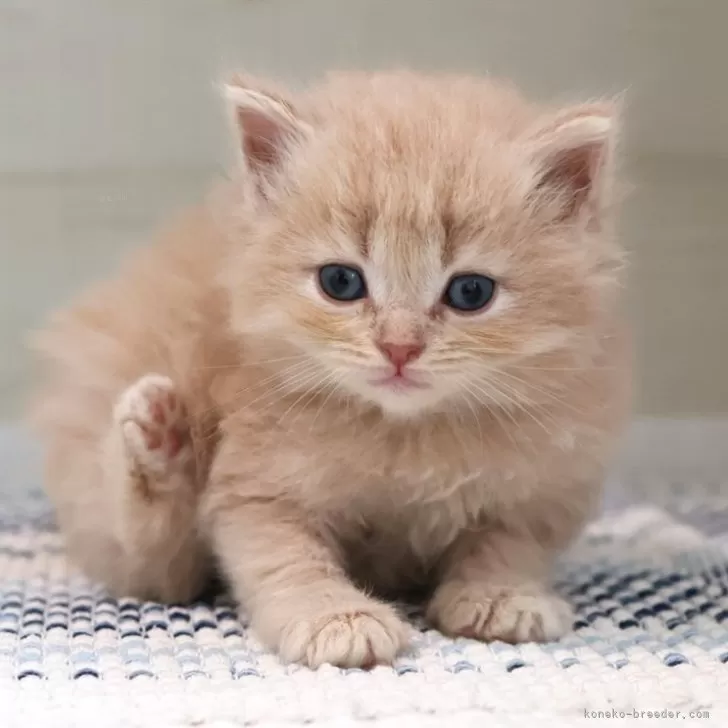K.O 様のお迎えした子猫