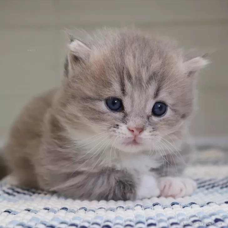 ID:2505-00122の子猫