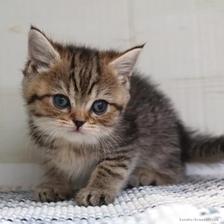 ID：2509-01980の子猫