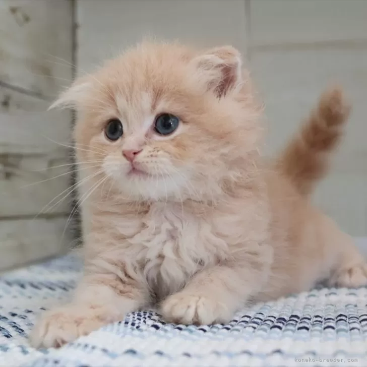 ID：2505-02768の子猫
