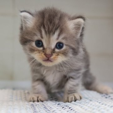 サイベリアン【愛知県・男の子・2025年8月10日・ブルータビー】の写真「ブルー系の男の子（ルナ母②）」