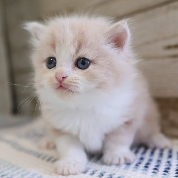マンチカン(長足)【愛知県・男の子・2025年9月3日・クリームタビーホワイト】の写真「【長足】是非会いに来て！カワイイクリーム系マンチ」