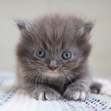 マンチカン(短足)【愛知県・男の子・2025年8月19日・ブルータビーホワイト】の写真「【短足】早期見学予約受付中～♪（スザンヌ母）」