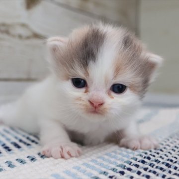 マンチカン(短足)【愛知県・女の子・2025年8月28日・ダイリュートキャリコ】の写真「【短足】キャリコ系マンチちゃん（カレン母④）」