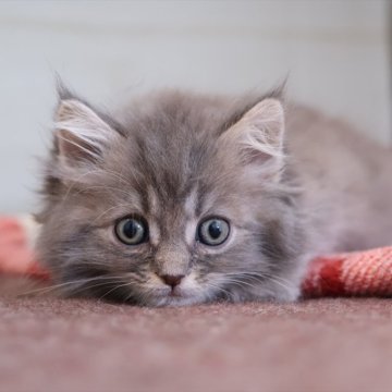 サイベリアン【愛知県・男の子・2025年10月16日・ブルータビー】の写真「ブルー系のサイベリアン（つむぎ母）」