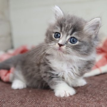 マンチカン(短足)【愛知県・女の子・2025年9月29日・ブルータビーホワイト】の写真「【短足】カワイイ系女子3姉妹♪ブルー系白ソックス」