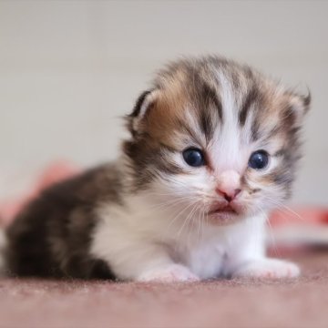 マンチカン(短足)【愛知県・男の子・2025年10月27日・ブラウンタビーホワイト】の写真「【短足】初お披露目♪ブラウン系マンチ」