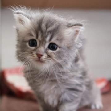 サイベリアン【愛知県・男の子・2025年10月20日・ブルータビー】の写真「ブルー系のサイベリアン（マシュー母①）」