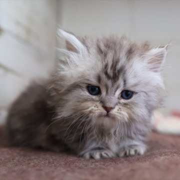 ミヌエット(短足)【愛知県・女の子・2025年10月13日・シルバータビー】の写真「【短足】可愛くて人気の母猫ちゃんから生まれた姉妹」