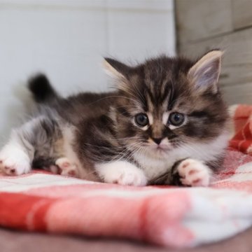 マンチカン(短足)【愛知県・女の子・2025年10月21日・ブラウンタビーホワイト】の写真「【短足】ブラウン系マンチ」