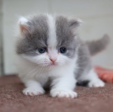 マンチカン(長足)【愛知県・男の子・2025年11月14日・ブルータビーホワイト】の写真「【長足】体の白毛多めのブルーマンチくん★」