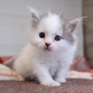 サイベリアン【愛知県・男の子・2025年11月17日・ブルータビーホワイト】の写真「ほぼ真っ白なブルー系サイベリアン（エリザ母）」