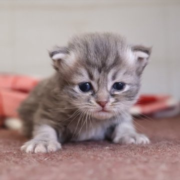 サイベリアン【愛知県・男の子・2025年10月20日・ブルータビー】の写真「ブルー系のサイベリアン（マシュー母）」