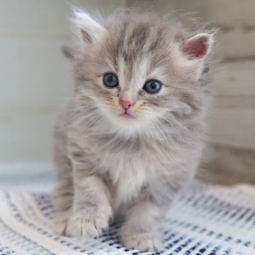 サイベリアン【愛知県・男の子・2025年8月10日・ブルータビー】の写真「薄めブルー系サイベリアン（ルナ母③）」