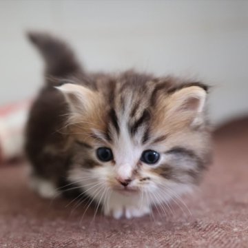 マンチカン(短足)【愛知県・男の子・2025年10月21日・ブラウンタビーホワイト】の写真「【短足】白が生えて可愛い♪ブラウン系マンチ」