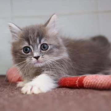 マンチカン(短足)【愛知県・女の子・2025年9月29日・ブルータビーホワイト】の写真「【短足】ブルー系白ソックス」