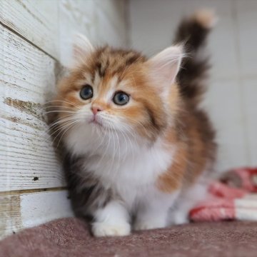 ミヌエット(短足)【愛知県・女の子・2025年10月13日・ブラウンパッチドタビー】の写真「【短足】可愛くて人気の母猫ちゃんから生まれた姉妹」