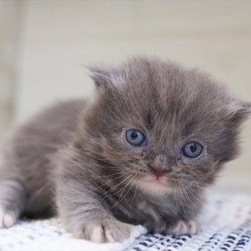 マンチカン(短足)【愛知県・男の子・2025年8月19日・ブルータビーホワイト】の写真「【短足】早期見学予約受付中～♪（スザンヌ母）」