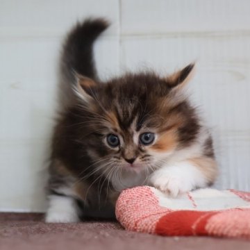 マンチカン(短足)【愛知県・女の子・2025年10月21日・キャリコ】の写真「【短足】可愛くなりました♪キャリコ系マンチ」